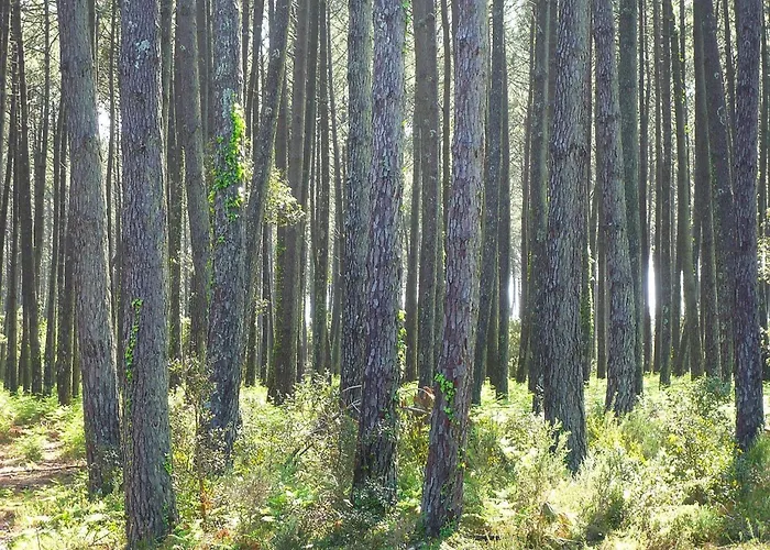 펜션 Terraced In *